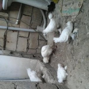 Sultan argenal cucesi 1heftelik