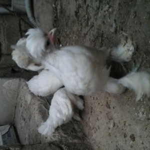 Sultan argenal cucesi 1heftelik