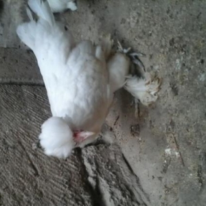 Sultan argenal cucesi 1heftelik