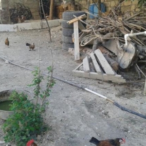 yaponkalar 1ci wekilde qirmizi xoruzdar ve fereleri