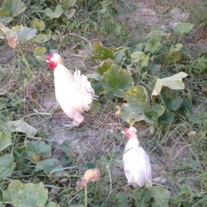 yaponkalar 1ci wekilde qirmizi xoruzdar ve fereleri