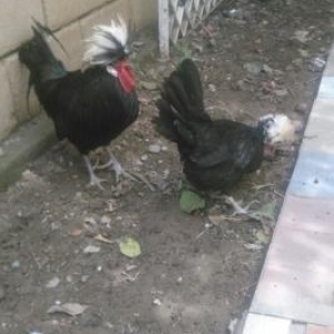 xoruzun bir  gozu kordur.