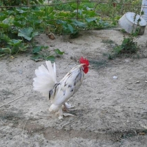 yaponkalar 1ci wekilde qirmizi xoruzdar ve fereleri