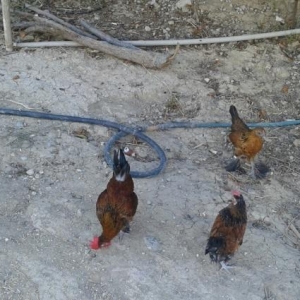 yaponkalar 1ci wekilde qirmizi xoruzdar ve fereler