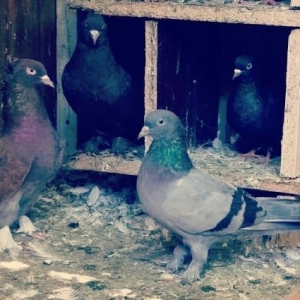 cut satilir.goy mayayla-arxadaki lelekli qara cut.