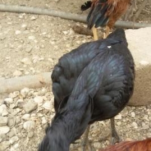 komur qara heyrati feresi