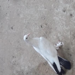 Göyərcin satılır tergizmə