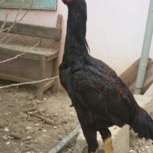 4ayliq heyrati becesi