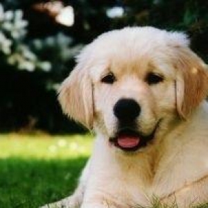 Gold Retriver
