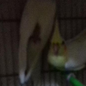 2-3-4-5 AYLIQ KORELLALAR