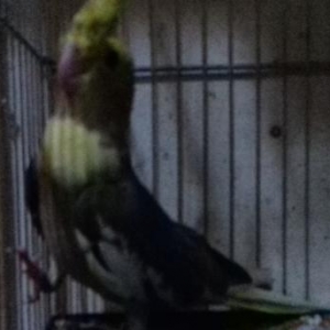 2-3-4-5 AYLIQ KORELLALAR