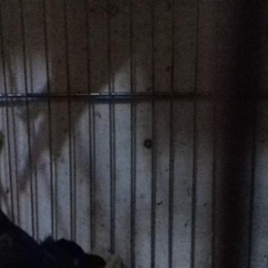 2-3-4-5 AYLIQ KORELLALAR