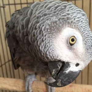 Жако "Королевских кровей