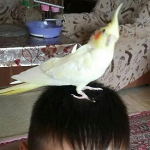 Попугай корелла ручной дресированный самец.Клетка в подарок.