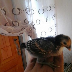 təmiz qan siburay cücələri