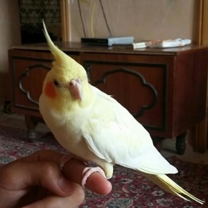 Попугай корелла ручной дресированный самец.Клетка в подарок.