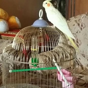 Попугай корелла ручной дресированный самец.Клетка в подарок.
