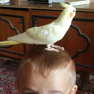 Попугай корелла ручной дресированный самец.Клетка в подарок.