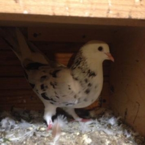 ebersh disi bakiya getire bilerem