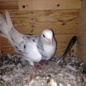 Cut ebreshler bakiya getire bilerem