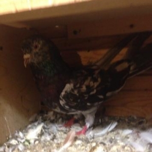 Cut ebreshler bakiya getire bilerem