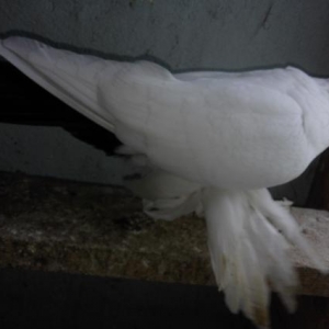 Deste qaraquyruq maya