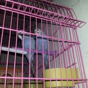 mehebbet quwlari her wey daxil tam saglam quwlardi erkek spre