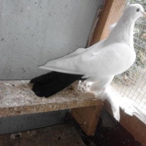 Deste qaraquyruq maya