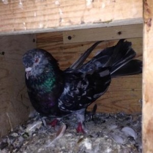 Cut ebreshler bakiya getire bilerem