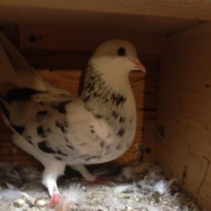 ebersh disi bakiya getire bilerem