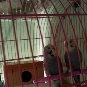 mehebbet quwlari her wey daxil tam saglam quwlardi