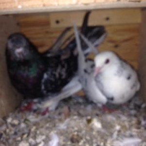 Cut ebreshler bakiya getire bilerem