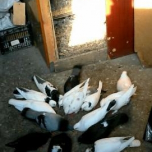 Göyərçinləri başqa ölkəyə köçdüyümə g