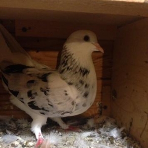 ebersh disi bakiya getire bilerem