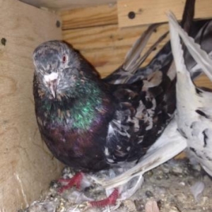 Cut ebreshler bakiya getire bilerem