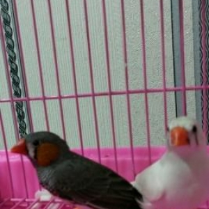 Amadin quslari satilir.Cutduler.Qefes ve yuva qarisiq satilir.Elave su