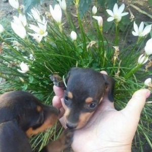 Taksa 47 gunlukduler cox wirindiler