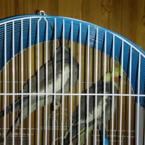 Salam Aleykum. Iki erkek korella popuqay quşları