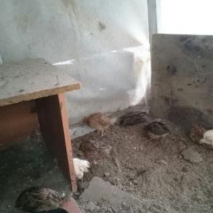 bildircin hovsanda saxlayiram zeng edin endirimde 