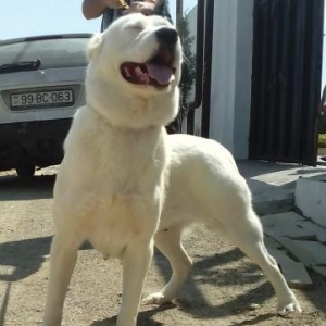 Erkak AG Alabay axtariram cutlawdirmaya.