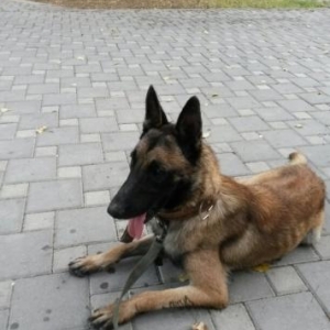 temiz policeski avcarkadi belcikadan getirilib 2yaw9ayligdi erkekdi ci