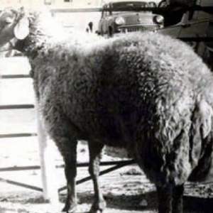 qoc 1 yaşı var 35 kilo cekisi isteyen olsa kesib