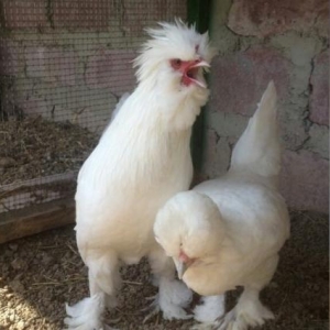 Curbecur dekorativ quwlarin satiwiSultan,rahibe,sumatra,fenexs,ziray(