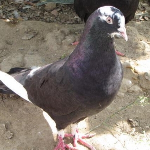 ag gened agbas uzun gizgin erkey