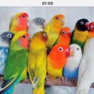 Nerazlucnik aliram ferqi yoxdu bala boyuk