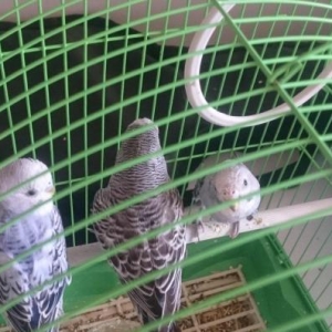 Volnisti Popuqaylar ve Qefes