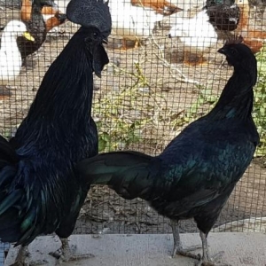 cemani yumurtasi balasi artiq satisda