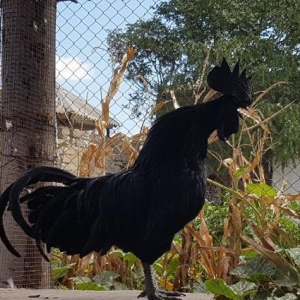 Cemani xoruzu