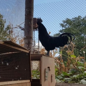 cemani yumurtasi balasi artiq satisda