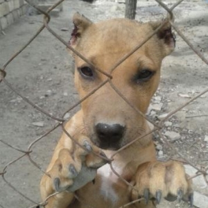 her kese salam. 3 aylıq "PİT BULL" ter